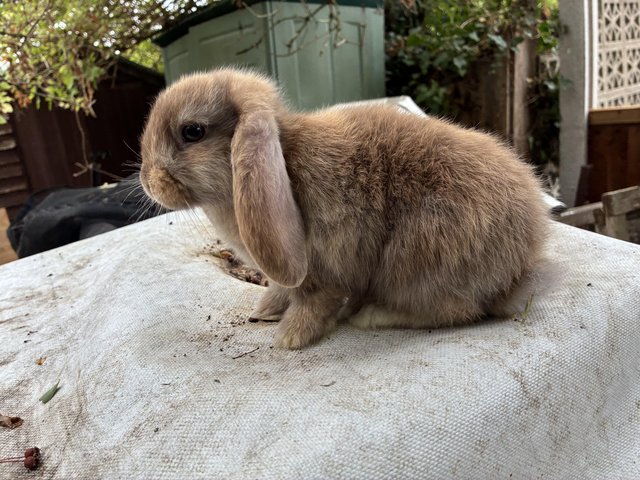 Mini lop baby boy bunny — Pets & Animals in Wickford