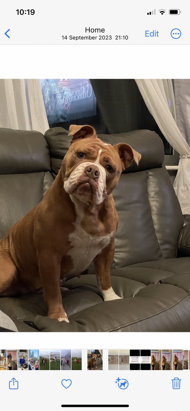 Preview of the first image of 3 yr old Olde English bulldog.