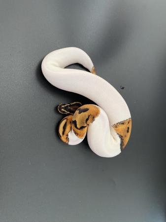 Image 8 of Various morphs of ball pythons.