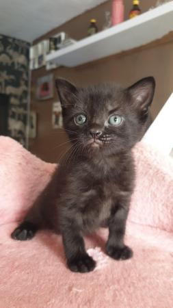 Image 7 of 4 Black kittens ready within a week x