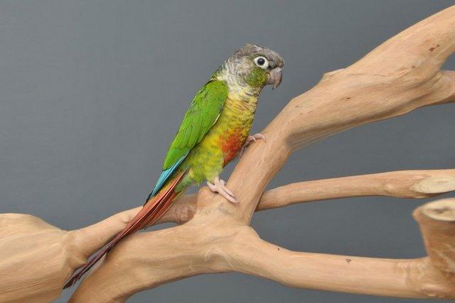 Image 4 of Baby Green Cheek conure,19