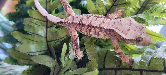 Image 10 of Gorgeous Tri Colour Crested Gecko ready for forever home