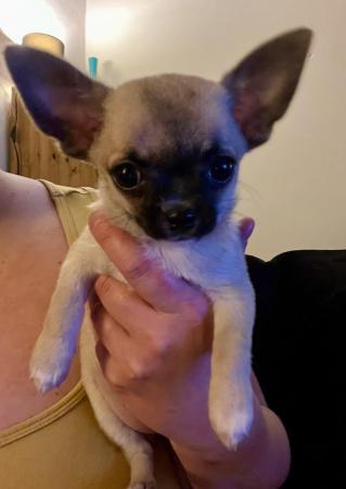 Image 5 of Smooth coat chihuahua puppies