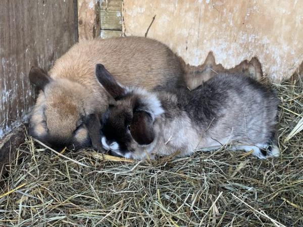 Image 4 of 2 mini lop rabbits for sale. 1 martin 1 sooty fawn