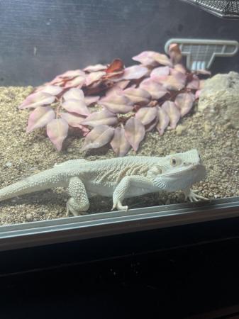 Image 4 of Zero male bearded dragon and set up