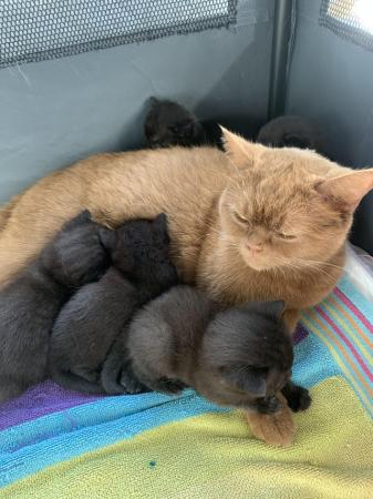 Image 3 of British Shorthair X Kittens for sale