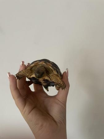 Image 6 of 2 hermann tortoises for sale around 10/11 months old