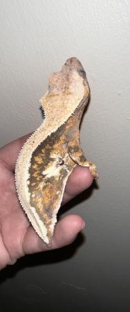 Image 3 of Female lilly white crested gecko available