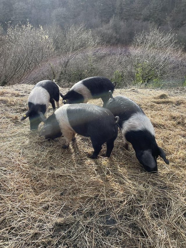 Preview of the first image of 4 Saddleback Gilts 13mths old.