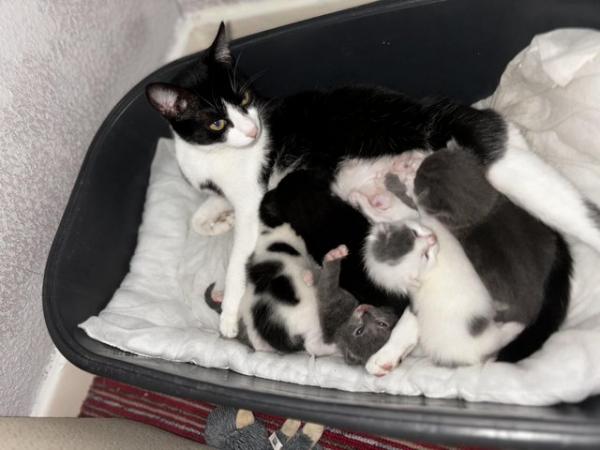Image 3 of Beautiful Kittens for sale