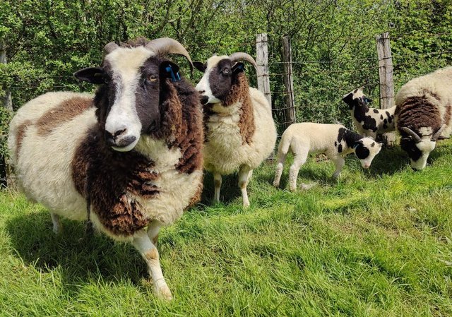 Image 1 of 4 Pedigree Jacob Breeding Ewes with lambs at foot