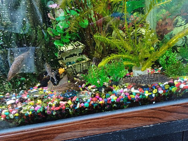 Preview of the first image of 4ft fish tank everything included.