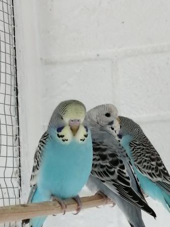 Image 9 of BABY BUDGIES for sale male and female £20each