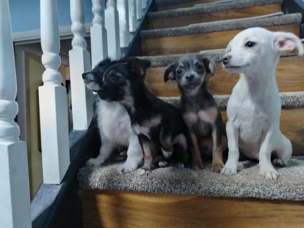 Image 3 of Jack Russell x chihuahua puppies available