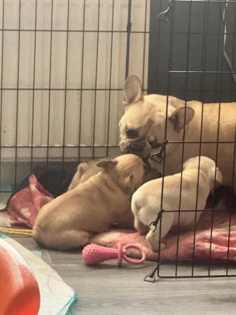 Image 6 of French Bulldog Puppies For Sale