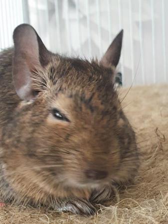 Image 5 of 2 Male Degus with Complete Set Up For Sale