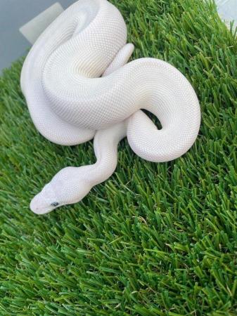 Image 2 of cb23 Male and female Royal pythons for sale