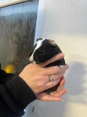 Image 2 of Lots of baby boy guinea pigs for sale,various breeds.