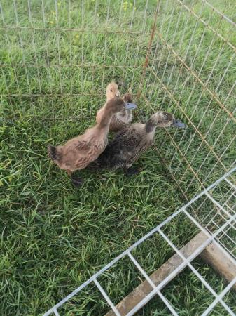 Image 1 of On and off heat khaki Cambell and Khaki mix ducklings