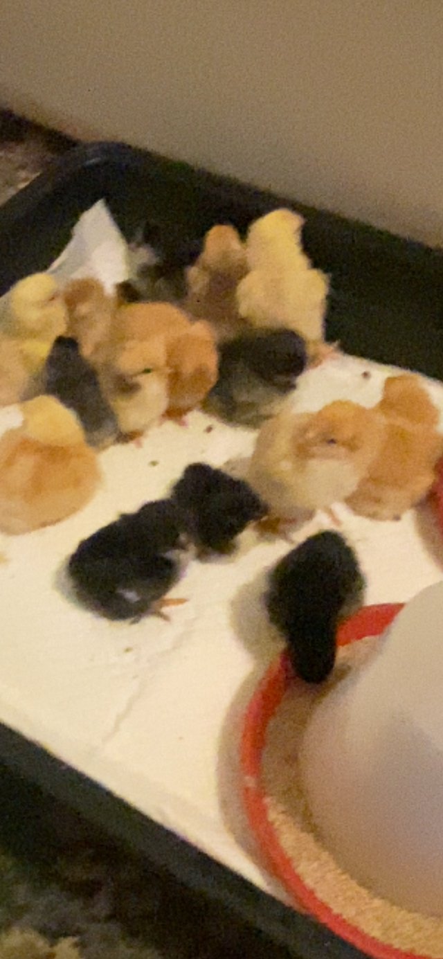 Preview of the first image of 4 day old unsexed mixed breed pekin Batman’s.