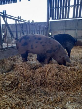 Image 1 of Large black and Oxford Sandy & Black female pigs