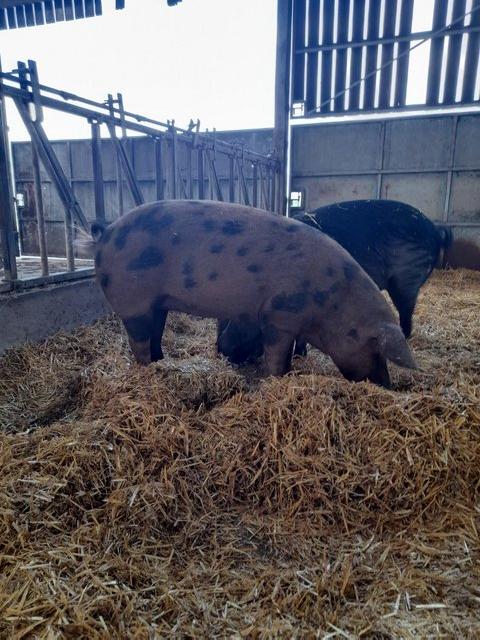 Preview of the first image of Large black and Oxford Sandy & Black female pigs.