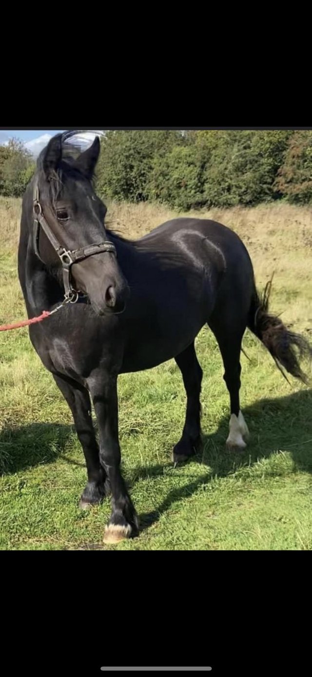 Preview of the first image of welsh x cob 2.5year old black mare.