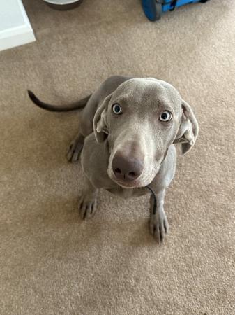 Image 4 of 7 month old Weimaraner (willow) looking for new home