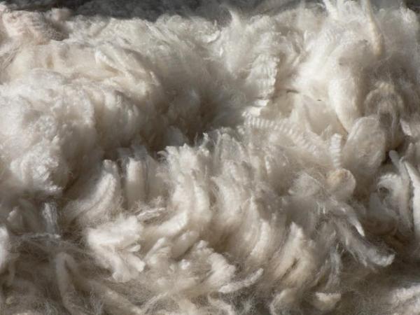 Image 4 of Alpaca fleece, fibre, wool for sale Grade A - whole blanket