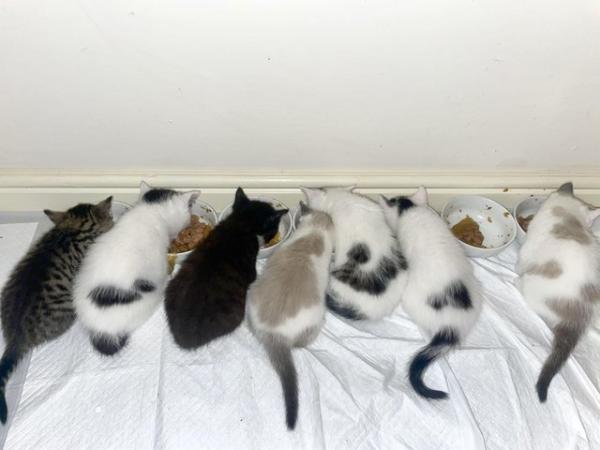 Image 6 of Kittens ready 12th July, mixed litter from loving family.
