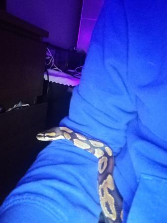 Image 3 of Ball python for sale Chester