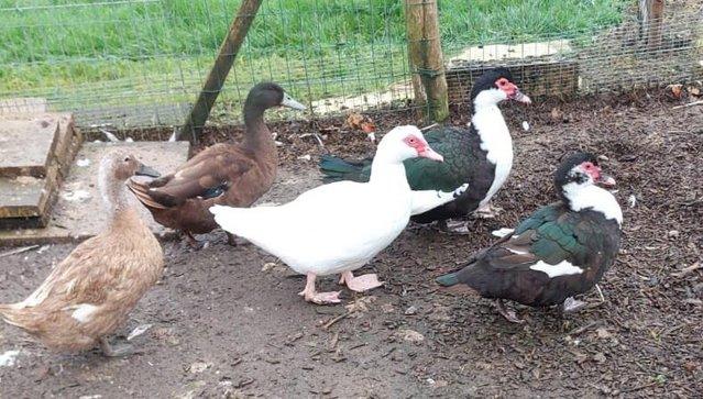 Preview of the first image of LOVELY MUSKOVY AND CAMPBELL DUCKS FOR SALE.