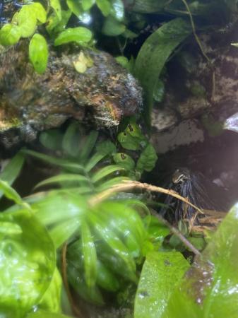 Image 3 of Dart froglets anthony'santa in Merthyr Tydfil