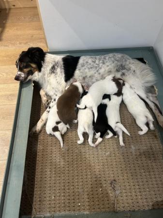 Image 1 of 3 male Border Collie pups for sale