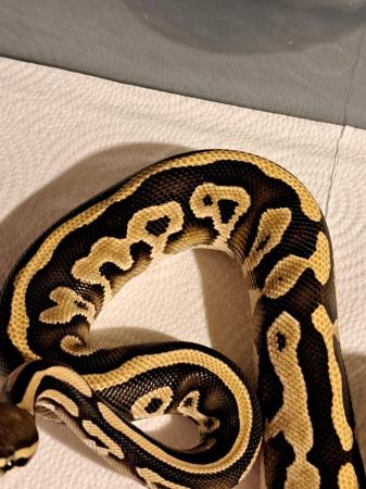 Image 4 of Leopard mojave yearling Royal python