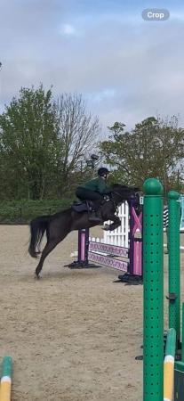 Image 1 of 14.2hh 10 year old black Mare