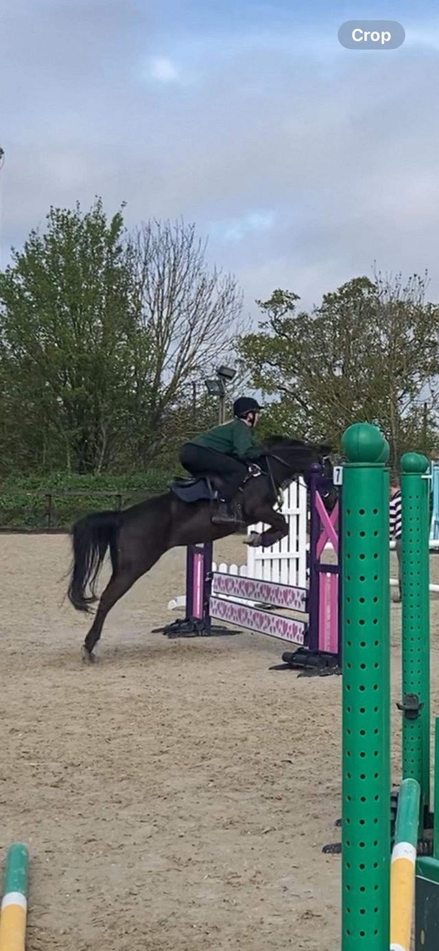 Preview of the first image of 14.2hh 10 year old black Mare.