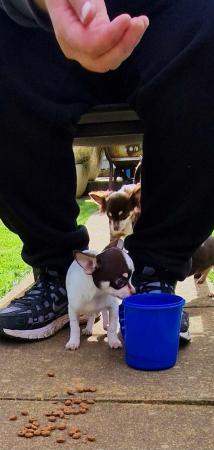 Image 1 of Gorgeous chocolate and white chihuahua