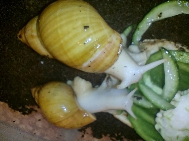 Preview of the first image of African Land Snails Jadatzi.