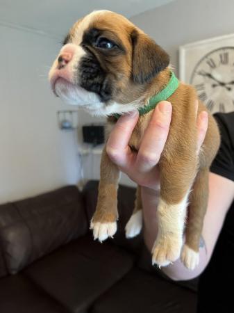 Image 11 of Adorable KC Boxer Puppies
