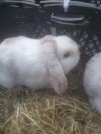 Image 5 of 2 young mini lops buck for sale £40 each