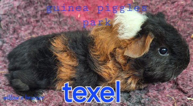 Image 5 of Stunning baby boar/male guinea pigs