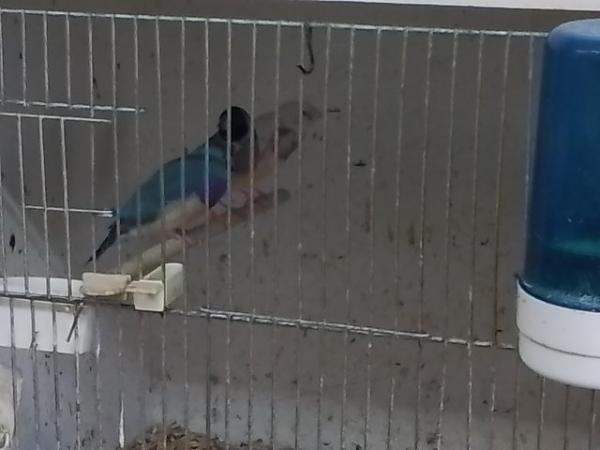 Image 5 of Gouldian and Bengalese finches for sale