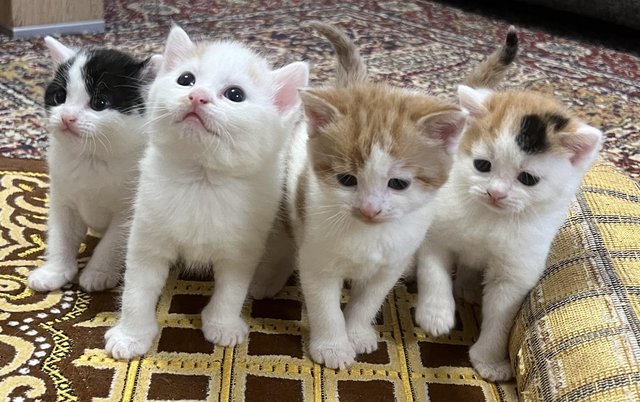 Image 2 of 4 adorable kittens- 4 weeks old (3 Left)