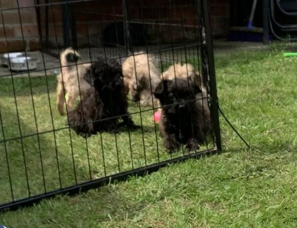 Image 9 of Super playful pomapoo puppies for loving homes