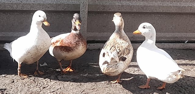 Image 2 of Pairs of Call ducks for sale