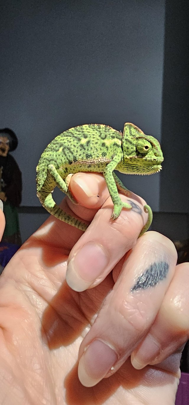 Preview of the first image of Yemen Veiled Chameleons 3 months old Female.