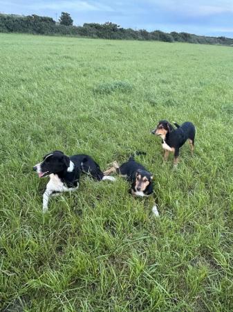 Image 16 of Collie/ Huntaway pups for sale.