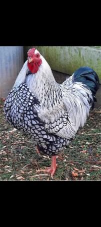 Image 3 of Silver laced wyandotte bantam chicks for sale