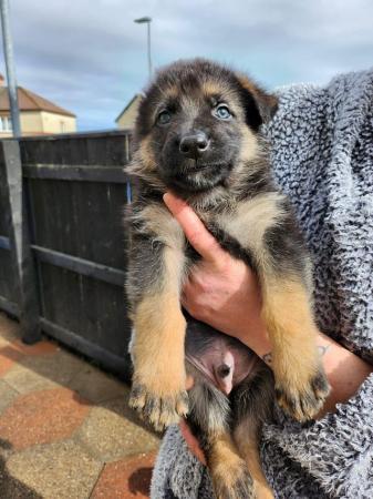 Image 11 of German Shepherd puppies for sale